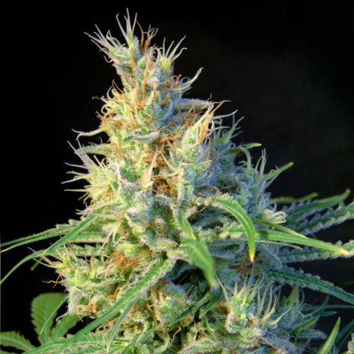 Sweet Seeds - Psicodelicia