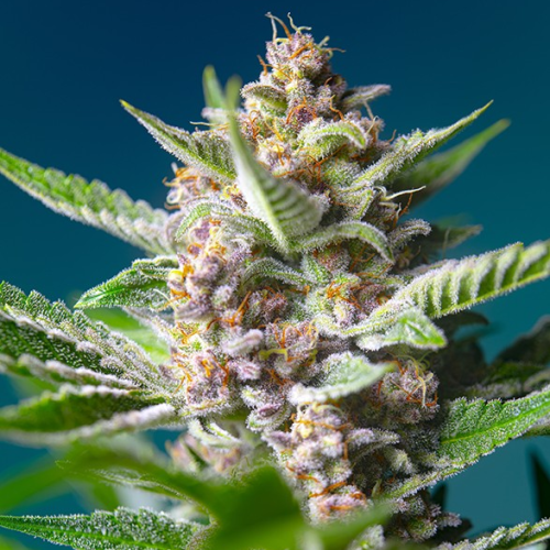 Sweet Seeds - Purple Punch OG