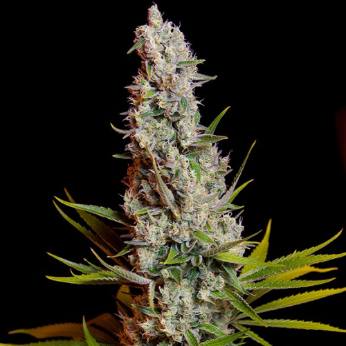 Sweet Seeds - Sweet Cheese