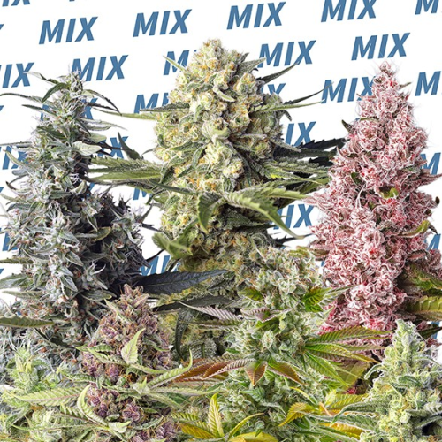 Sweet Seeds - Sweet Mix