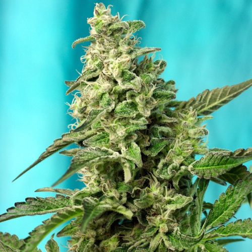 Sweet Seeds - Green Poison F1 Fast Version