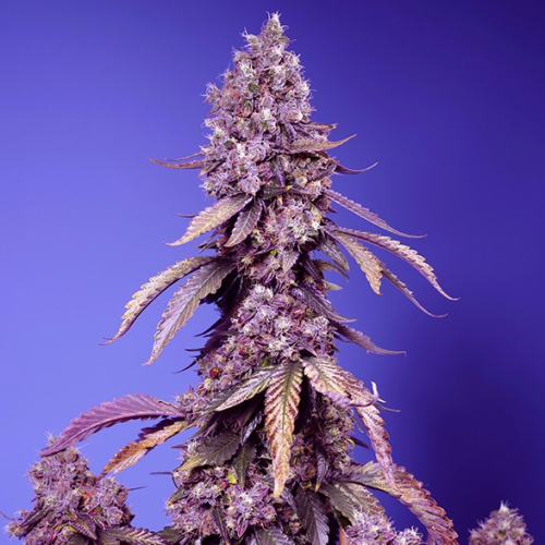 Sweet Seeds - Black Muffin F1 Fast Version
