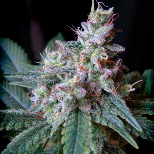 Sweet Seeds - Cream Caramel F1 Fast Version