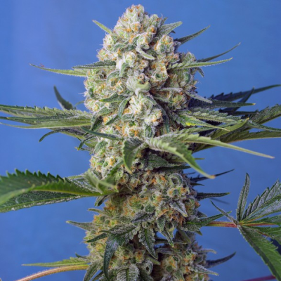 Sweet Seeds - Crystal Candy F1 Fast Version