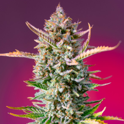 Sweet Seeds - Gorilla Sherbet F1 Fast Version