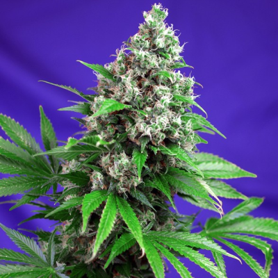 Sweet Seeds - Killer Kush F1 Fast Version