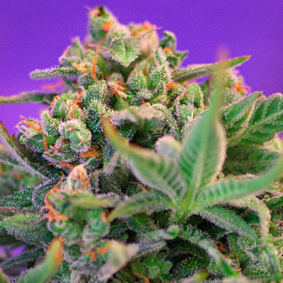 Sweet Seeds - Sweet Cheese F1 Fast Version