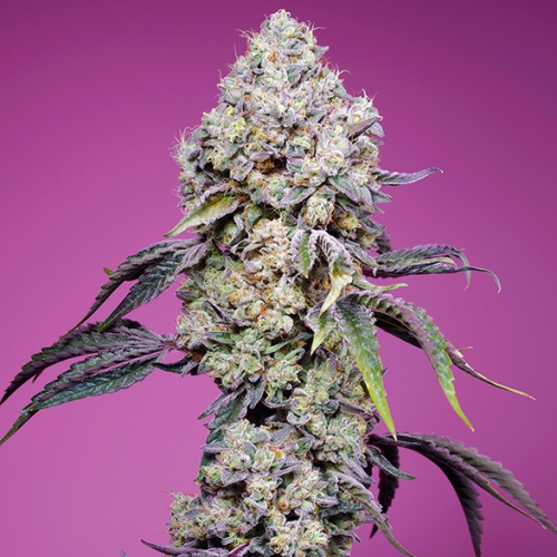 Sweet Seeds - Sweet Mandarine Zkittlez F1 Fast Version