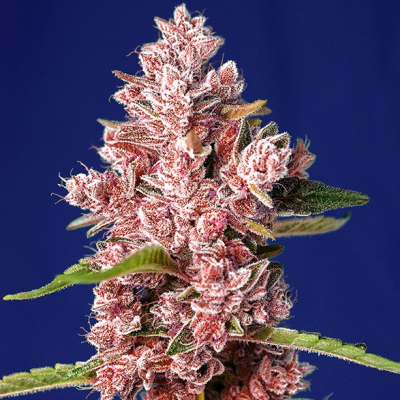 Sweet Seeds - Tropicanna Poison F1 Fast Version