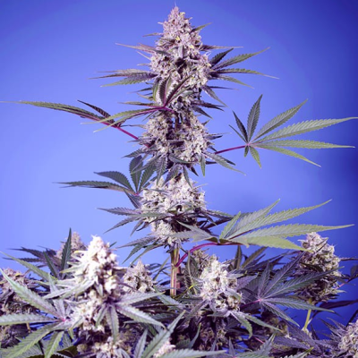 Sweet Seeds - Mental Rainbow F1 Fast Version