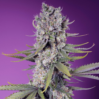 Sweet Seeds - Papaya Zoap F1 Fast Version