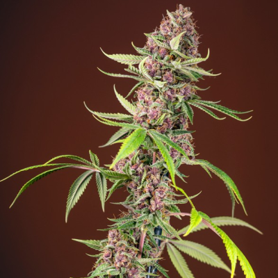 Sweet Seeds - Red Mandarine F1 Fast Version