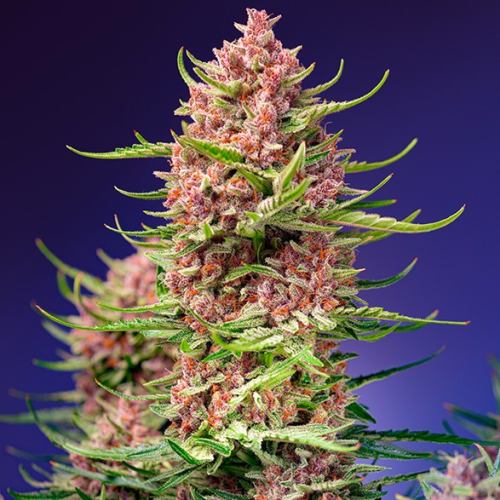Sweet Seeds - Strawberry Cola Sherbet F1 Fast Version