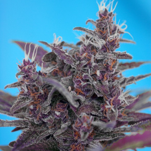 Sweet Seeds - Black Cream Auto