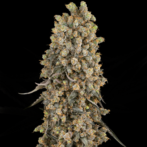 Sensi Seeds - Atomic Blue Dream