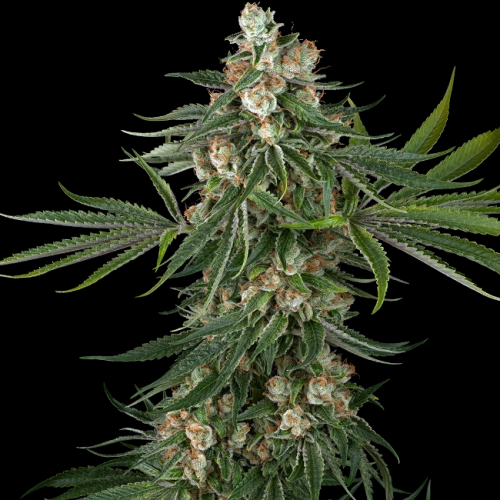 White Label - Fallout OG