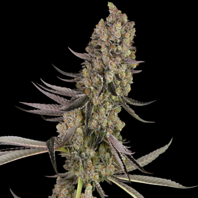 White Label - Vlad the Inhaler