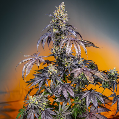 Sweet Seeds - Red Gorilla Girl XL Auto