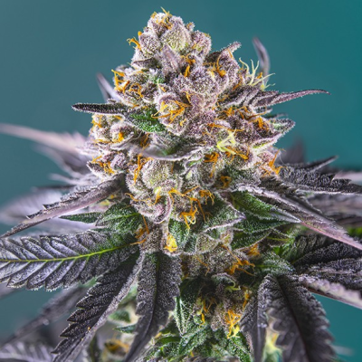 Sweet Seeds - Red Strawberry Banana Auto