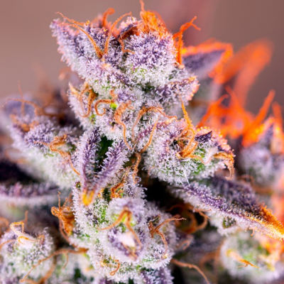 Sweet Seeds - Tropicanna Poison XL Auto