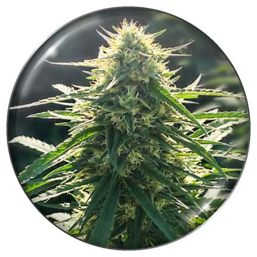 Medical Seeds Co. - BioRelief CBD