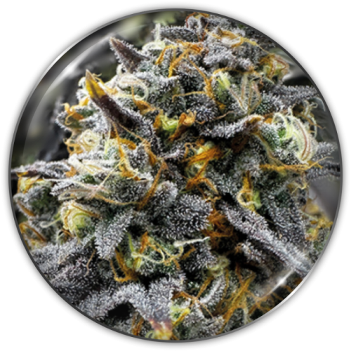 Medical Seeds Co. - Medical Donuts