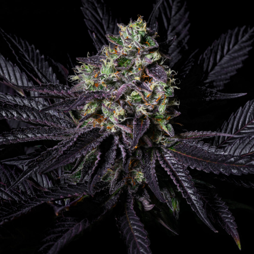 Pure Instinto - Diamond Dust