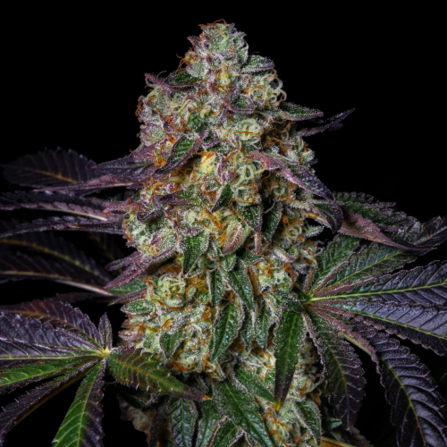 Pure Instinto - Kushmallow