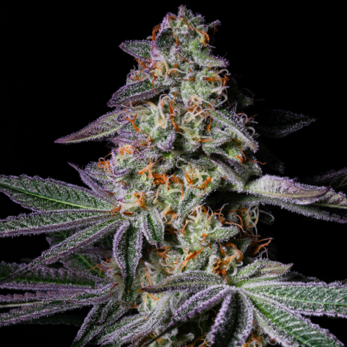 Pure Instinto - Pure Glitter