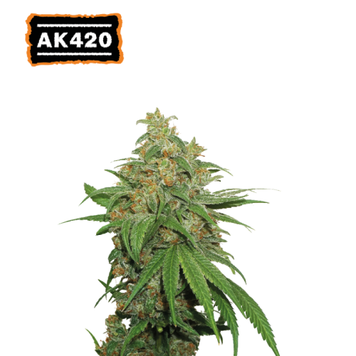 Seedstockers - AK420 Auto
