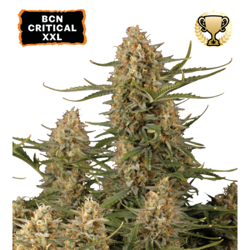 Seedstockers - BCN Critical XXL