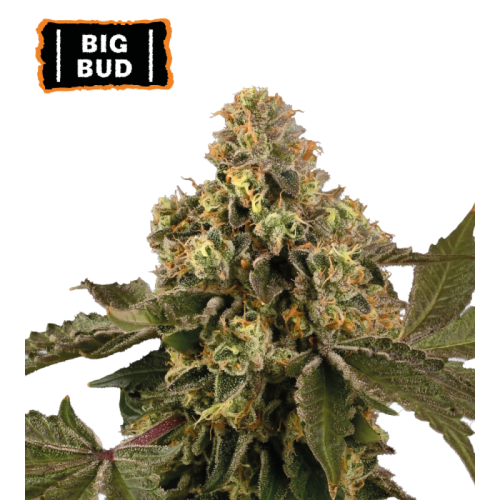 Seedstockers - Big Bud Auto