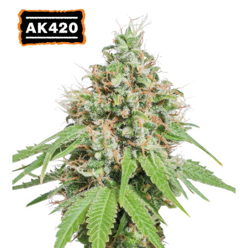 Seedstockers - AK420