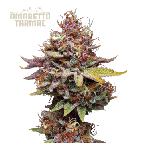 Seedstockers Superior - Amaretto Tarmac