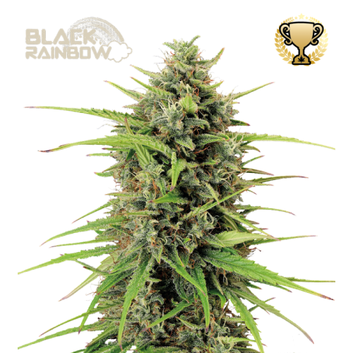 Seedstockers Superior - Black Rainbow Auto