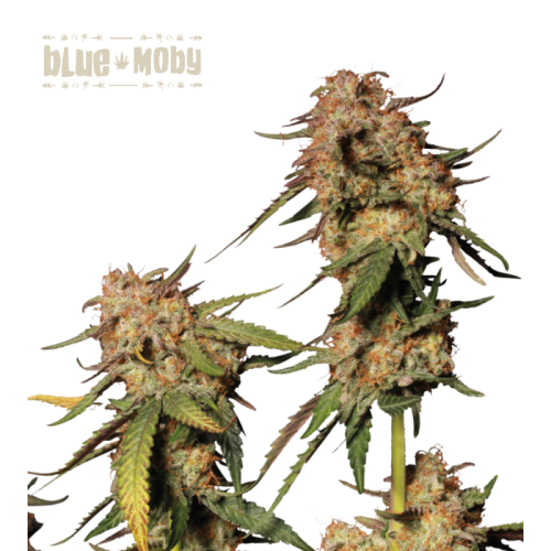 Seedstockers Superior - Blue Moby