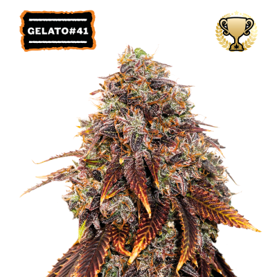 Seedstockers - Gelato 41