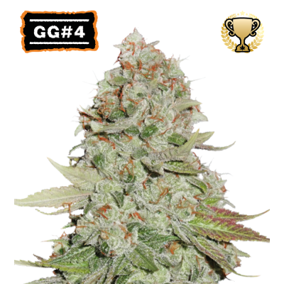 Seedstockers - GG #4 (Gorilla Glue)