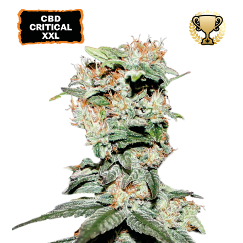 Seedstockers - CBD Critical XXL