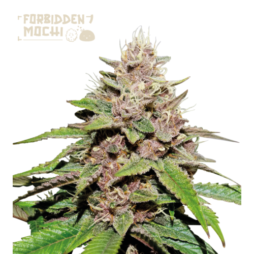 Seedstockers Superior - Forbidden Mochi Auto