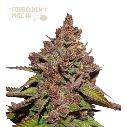 Seedstockers Superior - Forbidden Mochi Fast