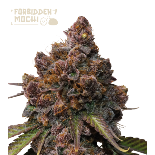 Seedstockers Superior - Forbidden Mochi