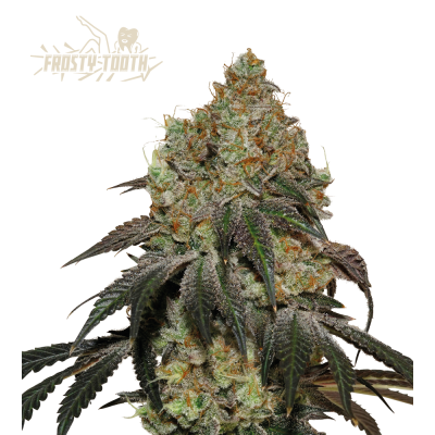 Seedstockers Superior - Frosty Tooth