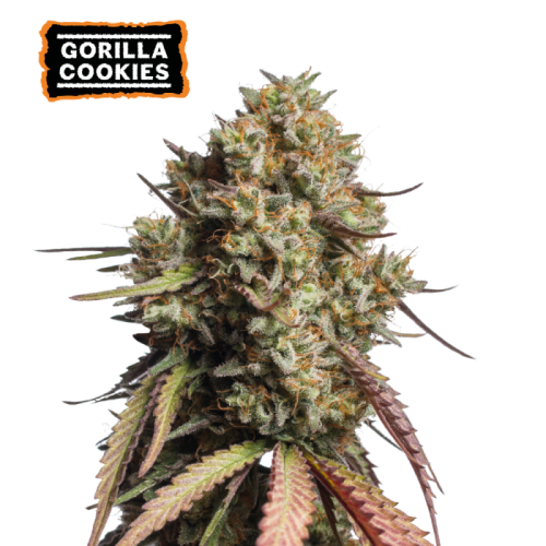 Seedstockers - Gorilla Cookies Auto