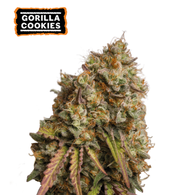 Seedstockers – Gorilla Cookies (VÝPREDAJ)