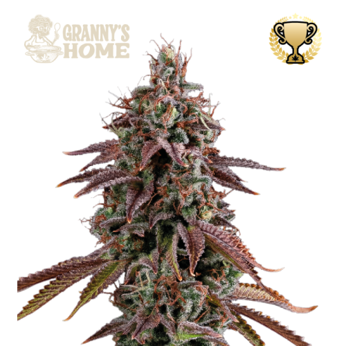Seedstockers Superior - Grannys Home