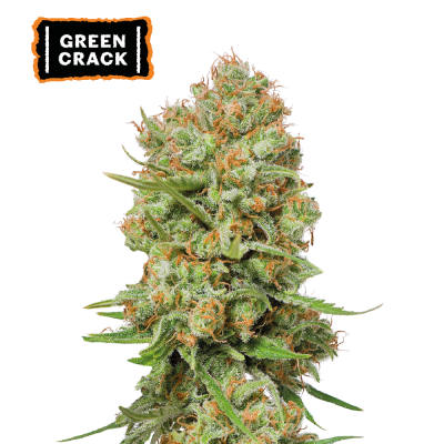 Seedstockers - Green Crack