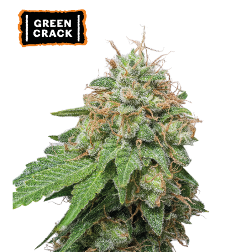 Seedstockers - Green Crack Auto