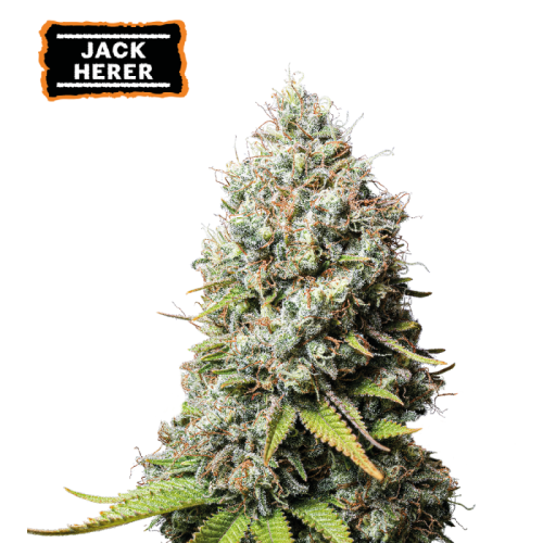 Seedstockers - Jack Herer