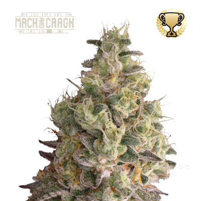 Seedstockers Superior - Mack & Crack Auto